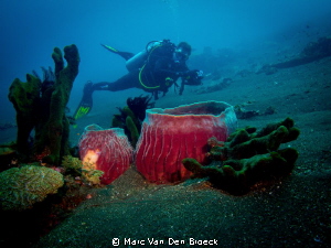 buddy diver by Marc Van Den Broeck 